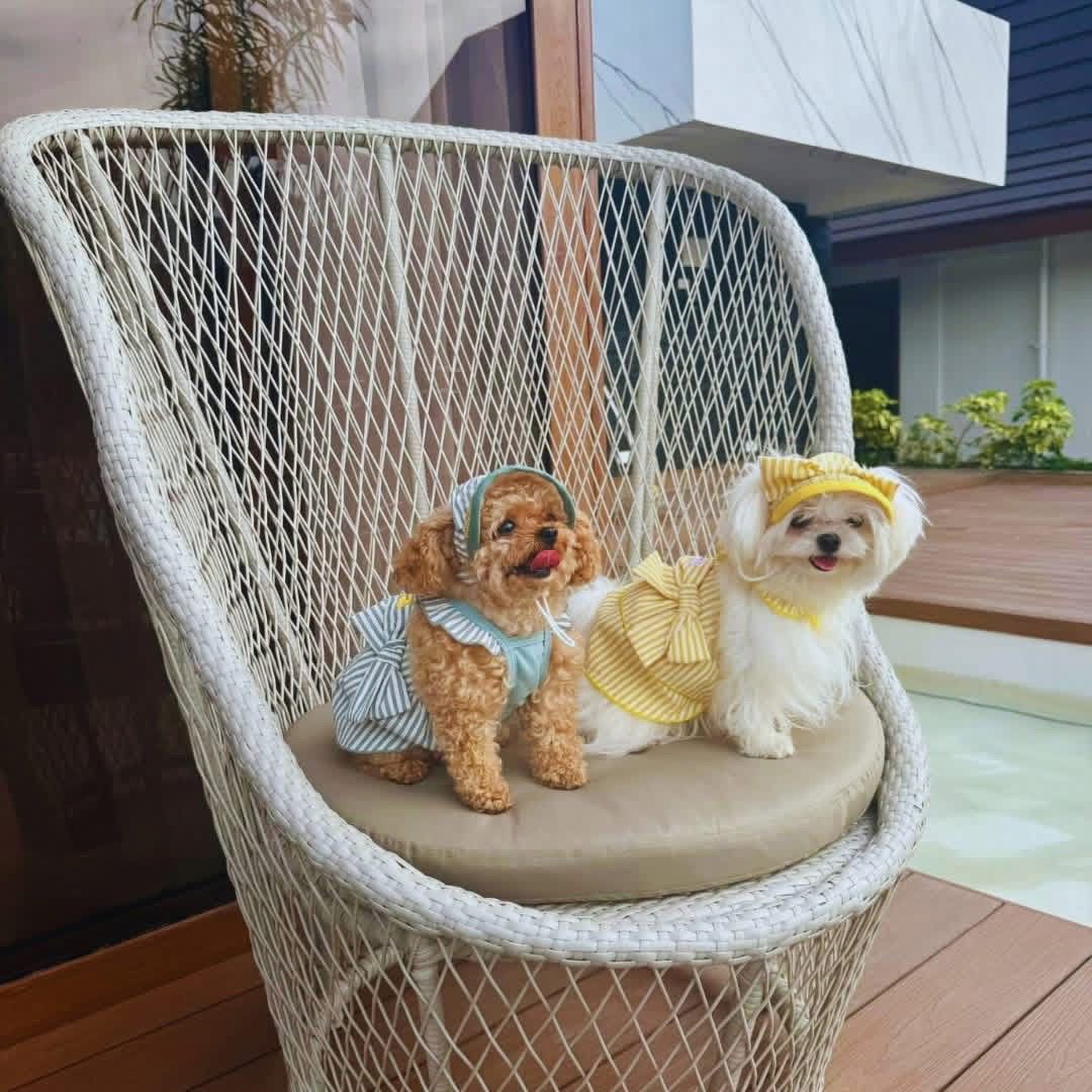 Pets
